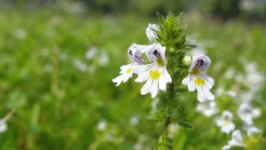 アイブライト（Eyebright）とは？目や鼻の不快感をサポートする伝統ハーブを分かりやすく解説