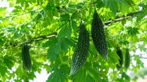 ニガウリ（ゴーヤ）とは？日々の健康管理を意識する方に注目される植物について